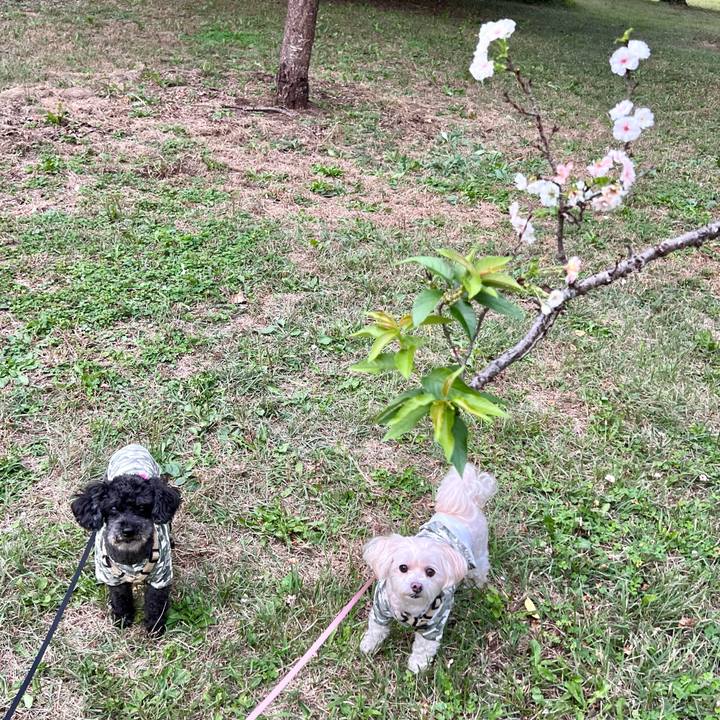 7bac7af6 49e2 4756 8645 d42bc6cd6aa8 1760780464185