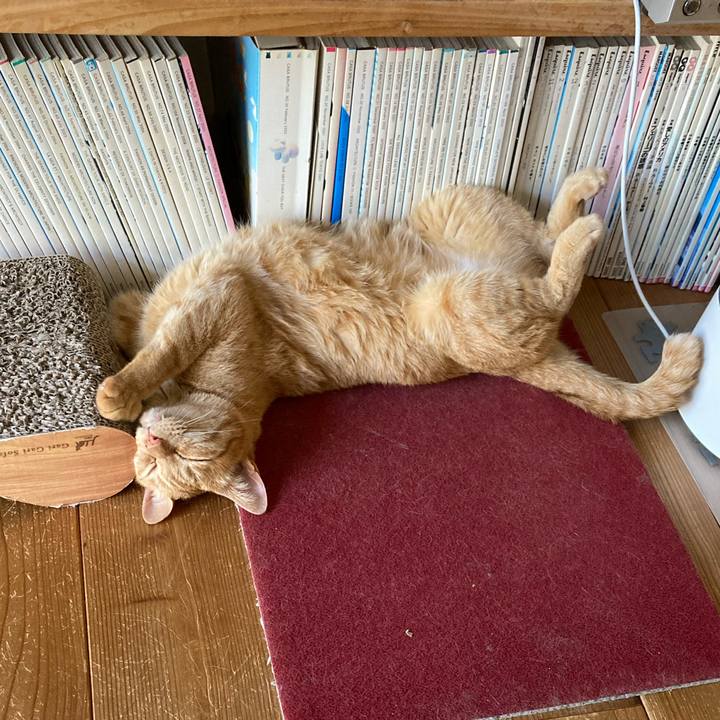 7baf32d6 76d8 4430 b9ae 8677fbebf75c 1688647573289