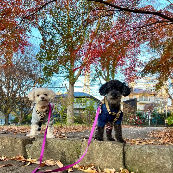 7bb13eaf 1447 4d89 99d5 7d0ccfffec1d 1764320331276