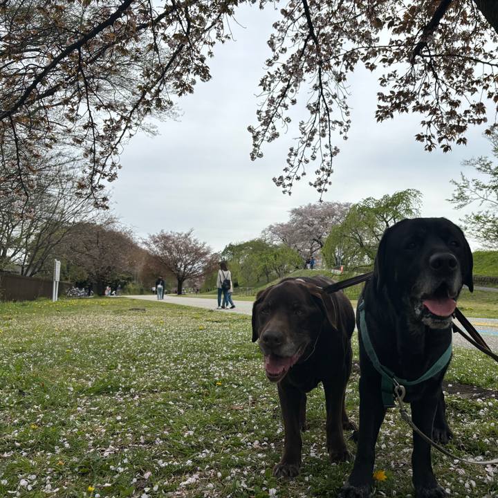 7bb41790 c8b4 464d 81cd 506281512e98 1775567540553