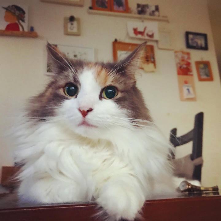 7bb558bb bafd 413e b88c 810423cb1fb9 1597383062476