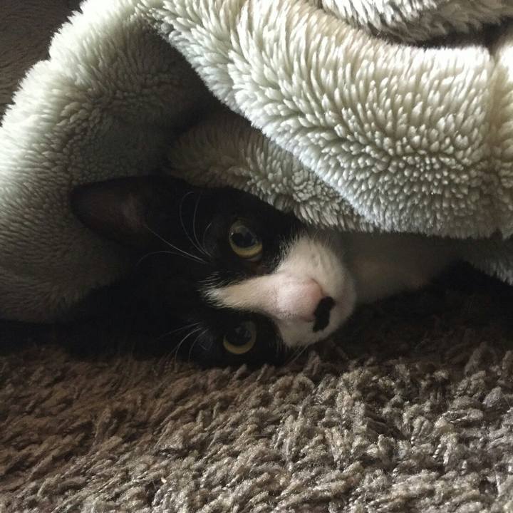 7bb60d49 1cbe 4800 8e8e e01db011f24a 1516439424607