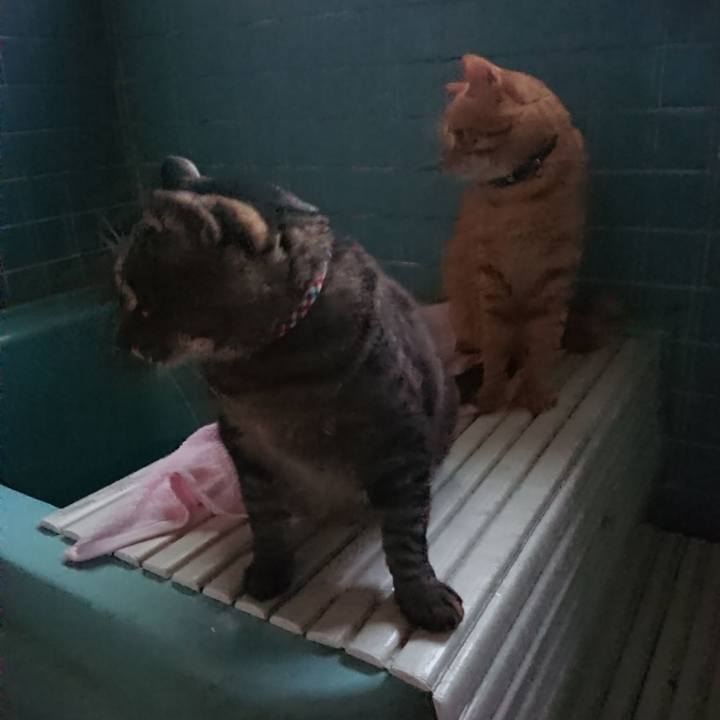 7bb68d3b 52a4 4904 be1f 8b14d926a3a3 1656671306892