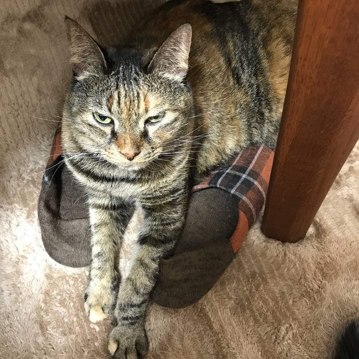 7bba12d8 c2ec 4c55 9dd0 6e7daa1b67d1 1513942467873