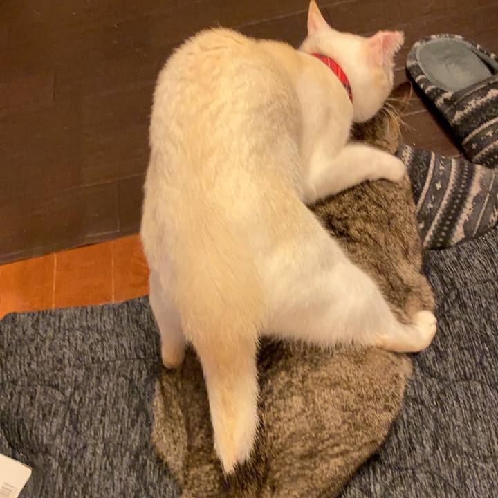 7bbda1b3 caae 421c 8b2c 46e06015795c 1598622867451