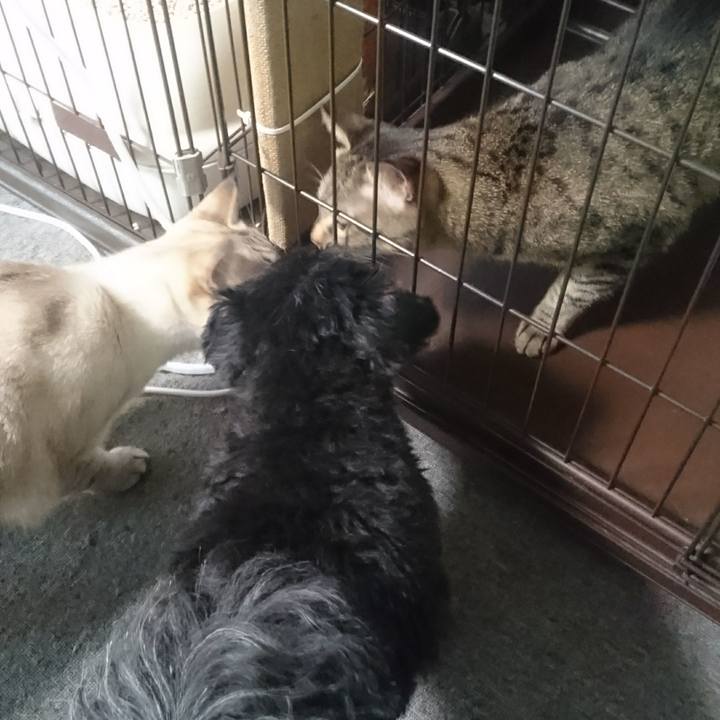 7bbe9c3a 9688 43f1 98e1 a1f16e2975fa 1509154707685