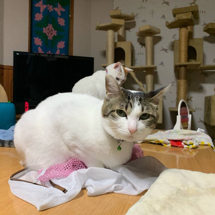 7bc0b114 32b8 4552 9ef7 e8250160b499 1555422507946