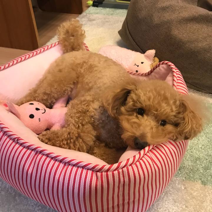 7bc18a76 c1a7 4c07 8bdc 3c39d639af77 1512998692530