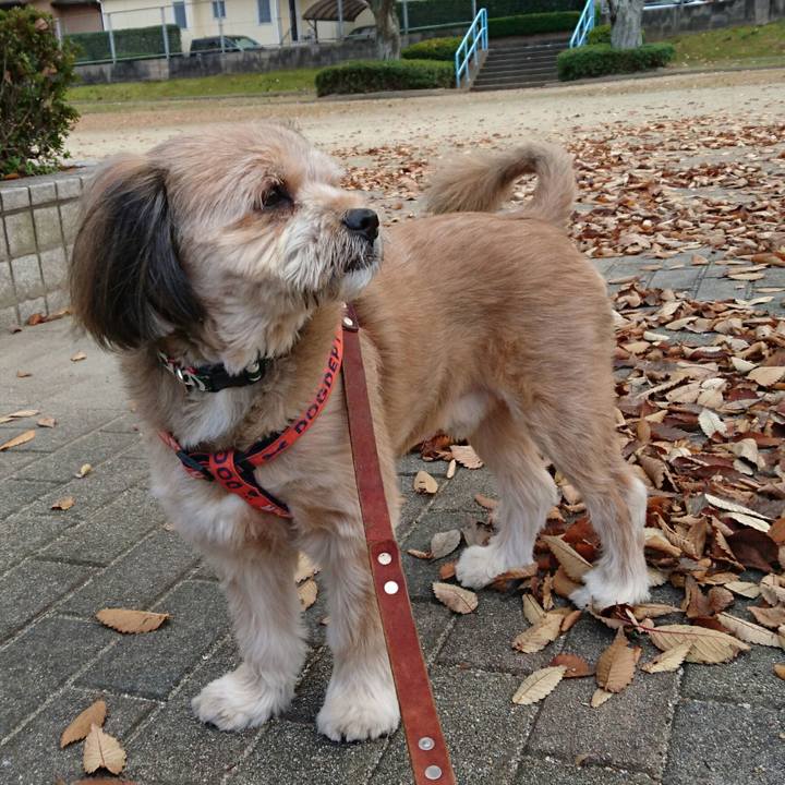 7bc338a8 d2dd 4d36 a69e a481b263a1db 1512374295952