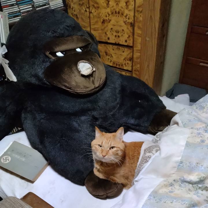 7bc37500 548c 4fda a1bf 432560a6a0d7 1702026813266