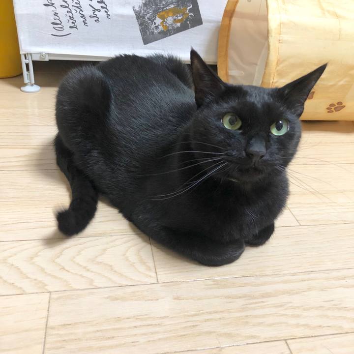 7bc60a57 e92e 4b84 9adc 405a0fb9b144 1586516794324