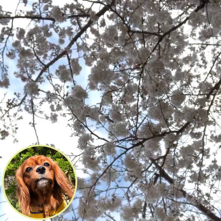 7bc7acb4 09ee 4202 a8f4 f28ba4e76404 1554032045922