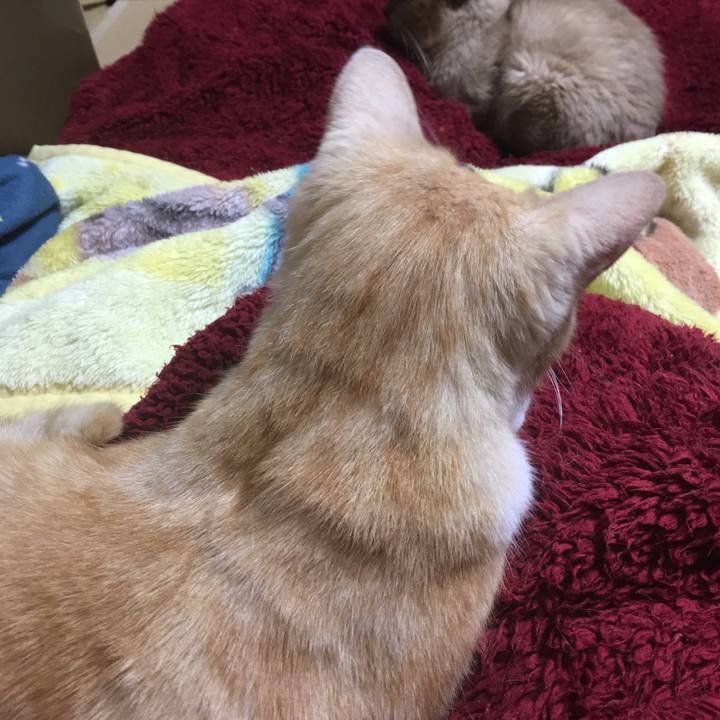 7bcb3ab9 d6ce 4dd0 97d6 379b8f98b742 1541858491435