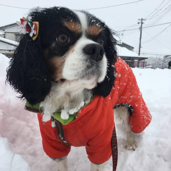 7bcef78a b3f0 41e3 b84c fe5beb098d89 1513663915866