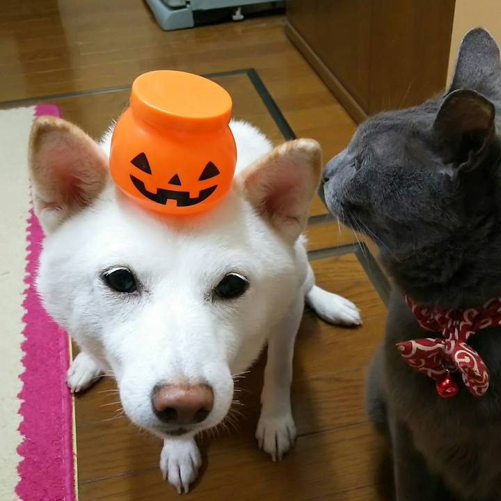 7bcff6e7 3e99 41f7 8718 7d05b0edd668 1538915493455