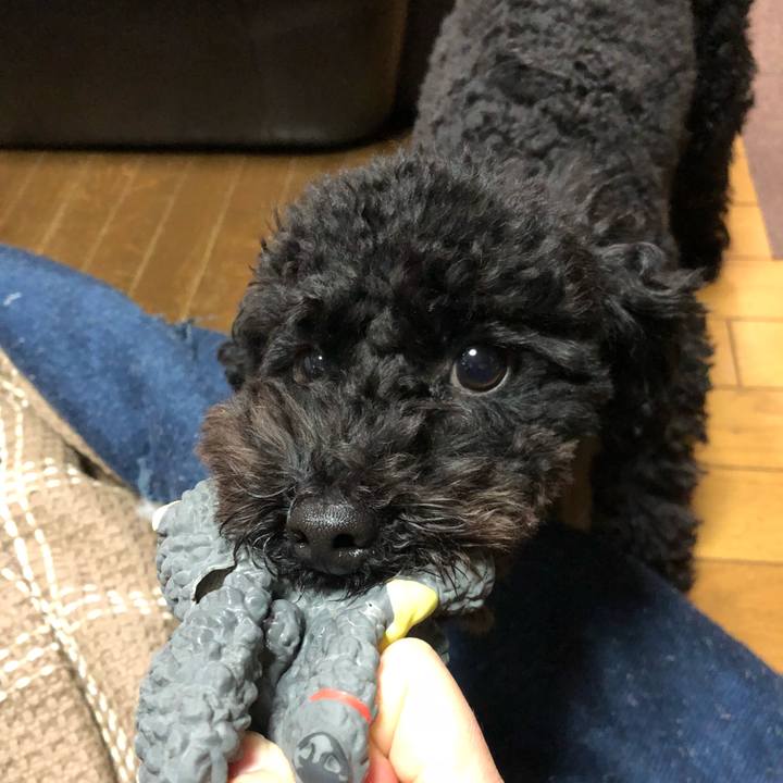 7bd4fc8c 628f 4554 964c 5ebfe9ad368c 1513895024537