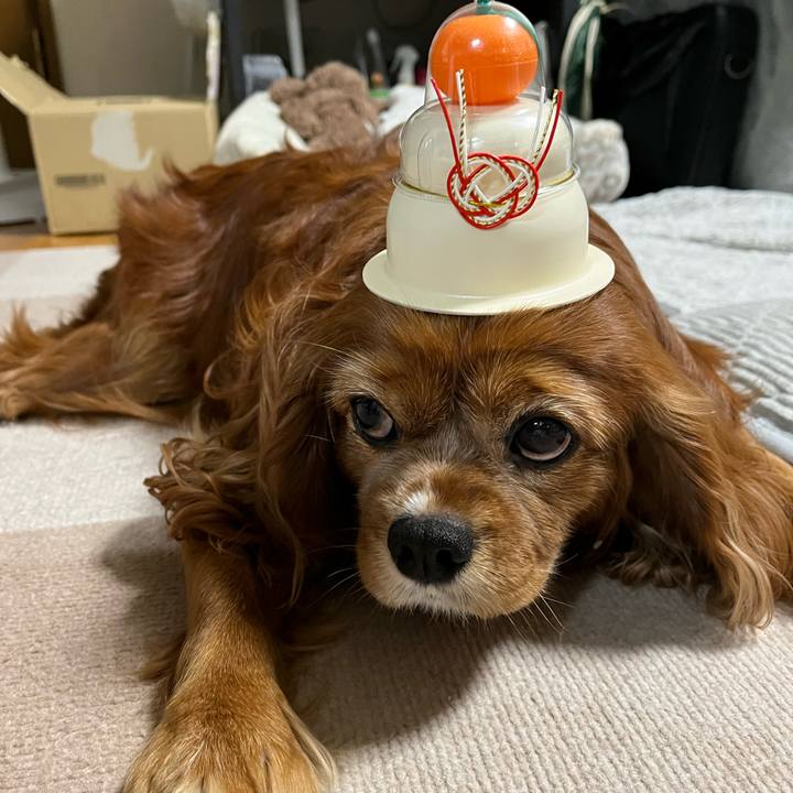 7bda639f 4bd5 4cea aed8 355f92c35c98 1705192458029