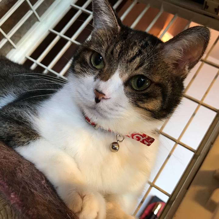 7bdc6327 ac03 4ecd 941a bf89484ead04 1509256663283