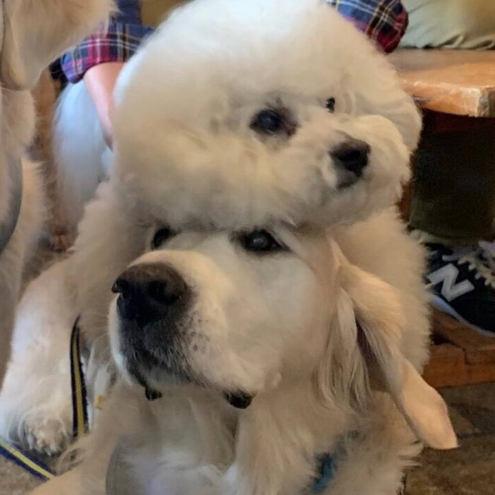 7be20c6d d2a8 46f5 ac56 f66b0cc3a130 1551539881561