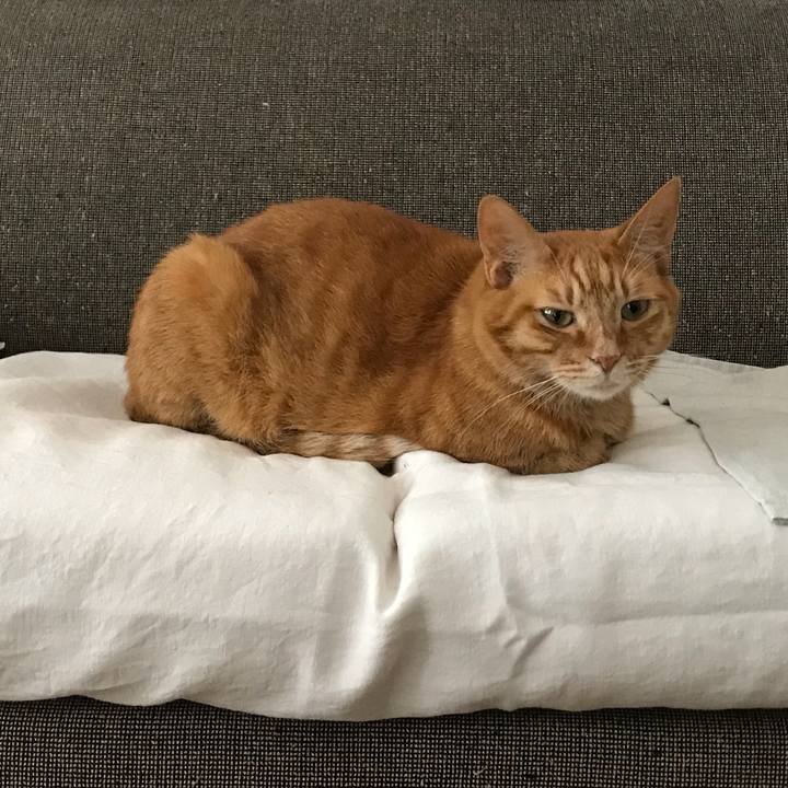 7bea185a c6d8 46ab 9859 ec8d170fe57f 1528955442318