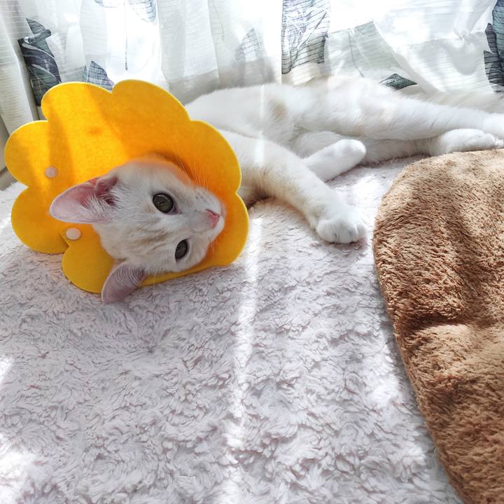 7beb91ac b9bd 4736 be4f 1e6c829888ba 1634187327415