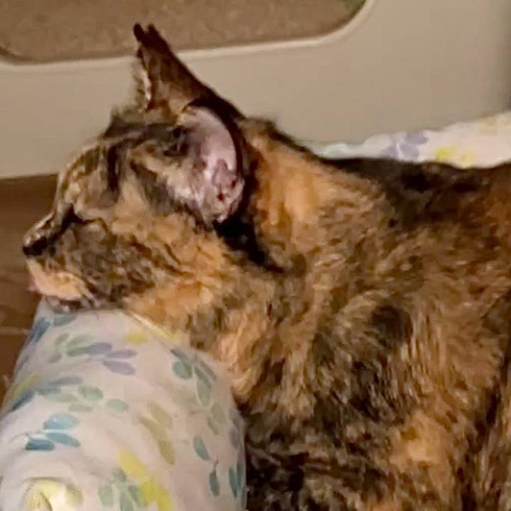 7bec2d6c 9533 4ed9 a4ca adc3f7584a44 1731177281550