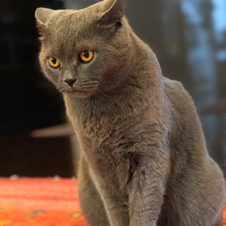 7bee13a1 2e19 460a 928e d4884f85cd9d 1513235479061