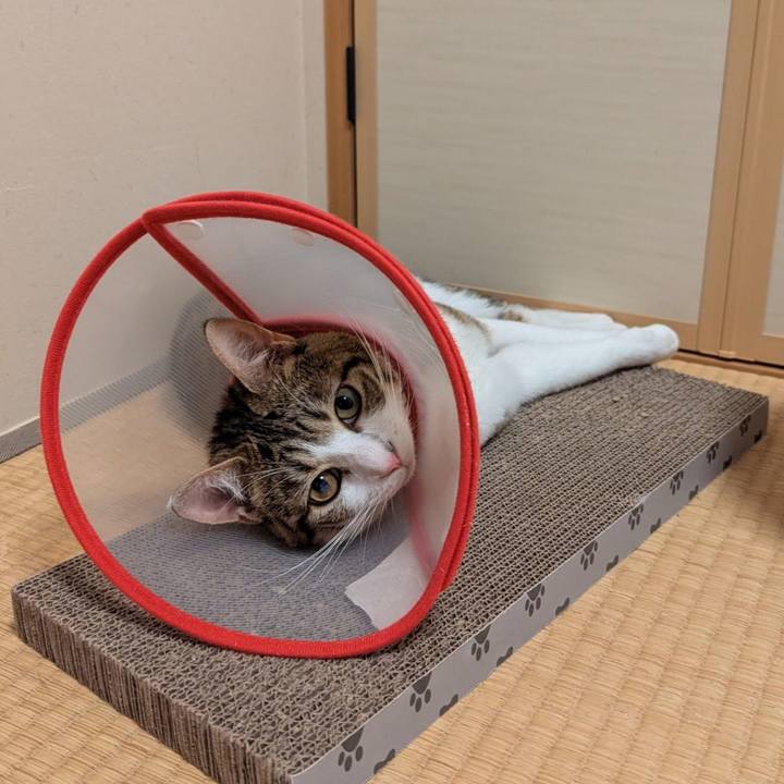 7bee241c cfe7 4adc b3f9 69cded5cc0e9 1754091535850