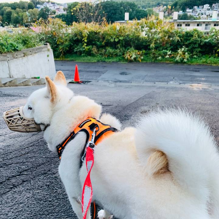 7bf2279b 507f 4391 aa4c c2a9a7396e5e 1633468905658