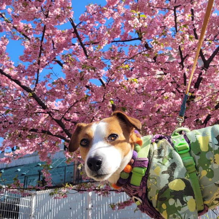 7bf5e4d9 cbaf 4fc0 acef 3ae9126b53f1 1647298166955