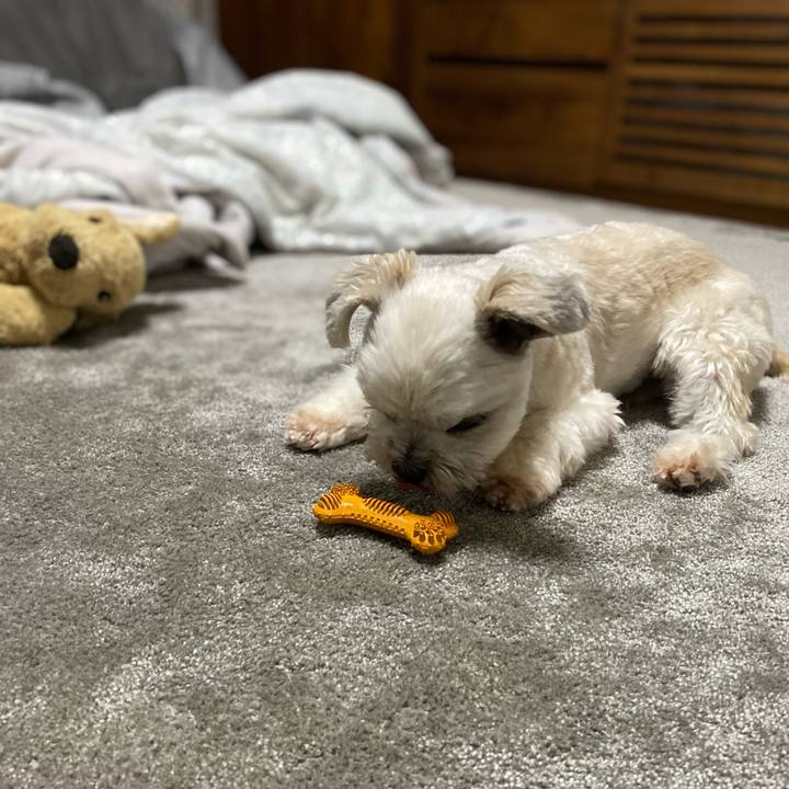 7bf86e79 448b 415e bedf f1058819c881 1608807334317