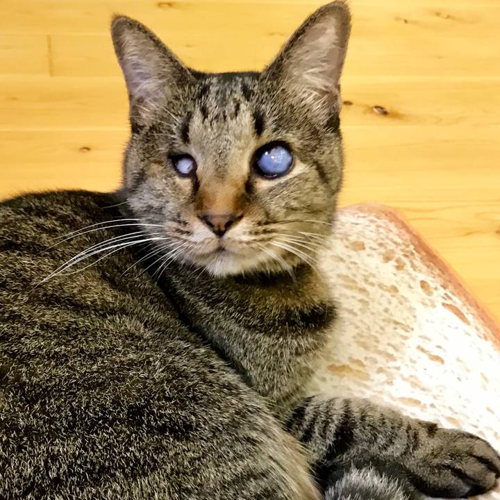 7bfa8138 d24a 48c5 b08a b84fa25ea75e 1542112411041