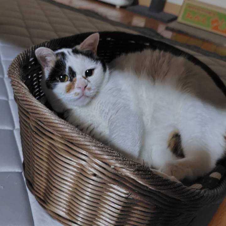 7bfbae54 2155 4484 93a7 d439f18b7d96 1721734983784