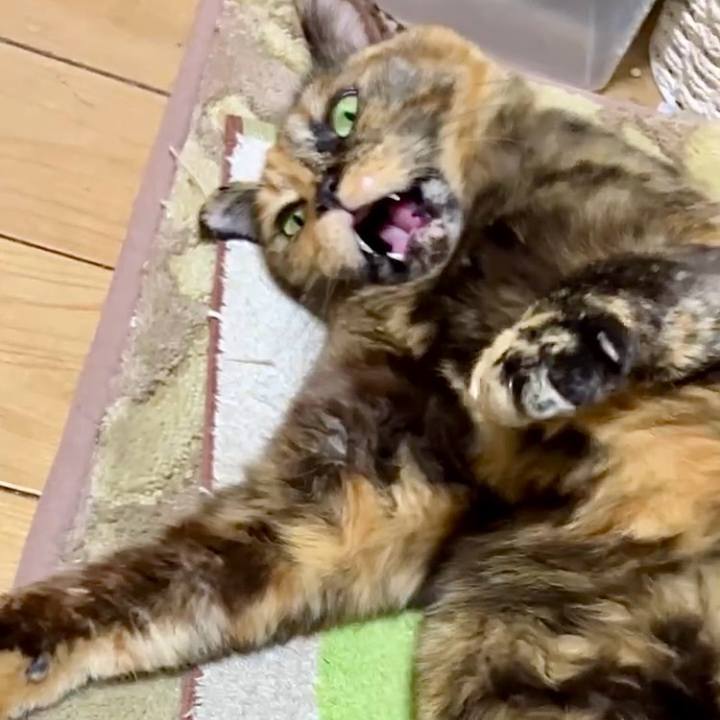 7c030e19 e9ed 40b6 b47c a6b1befe60f6 1737796976369