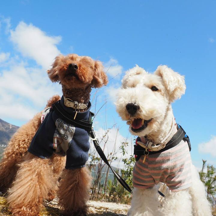 7c03e725 cc4a 45f1 a55e bceddc63265b 1520665548702