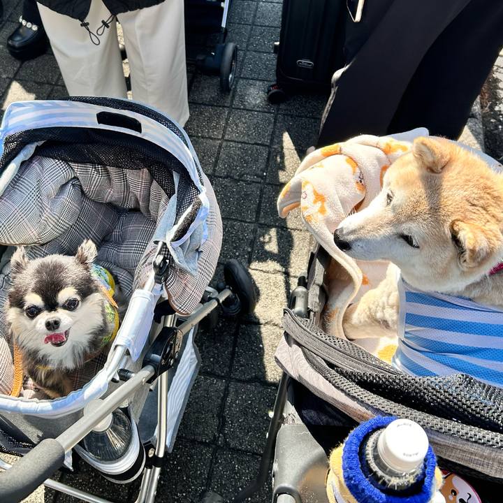 7c095529 332d 4790 b237 a50fd20077b1 1743726278665