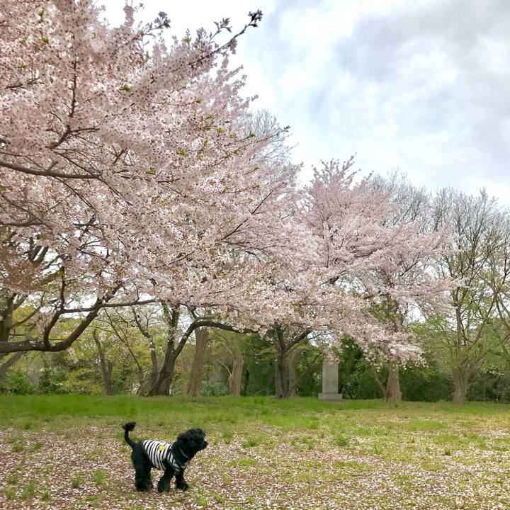 7c09c542 5123 42b7 b924 233666cc709f 1554995788544