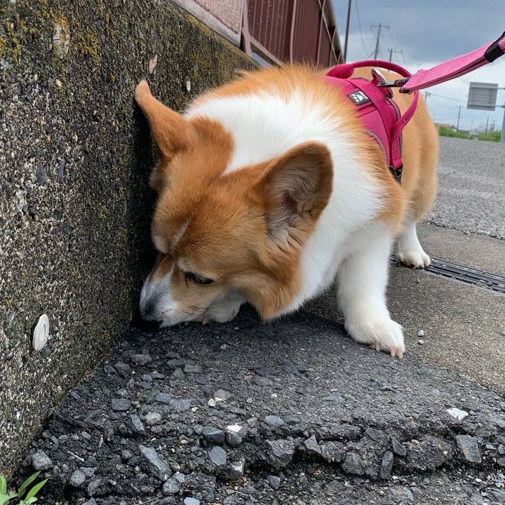 7c0ad2a7 5e6d 480b a74f df2a6923f2af 1684031155204