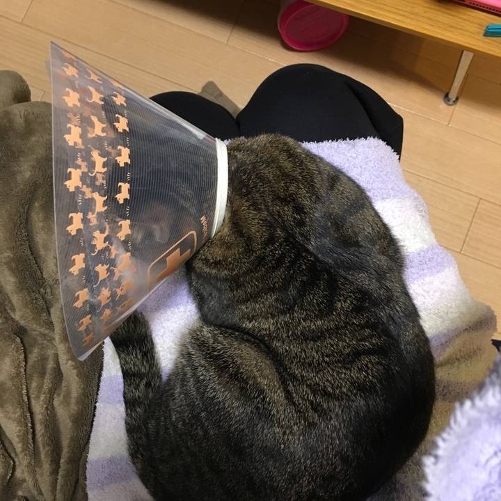 7c0b4b13 1b2f 4bf8 96d4 bf56163dce06 1542366421601