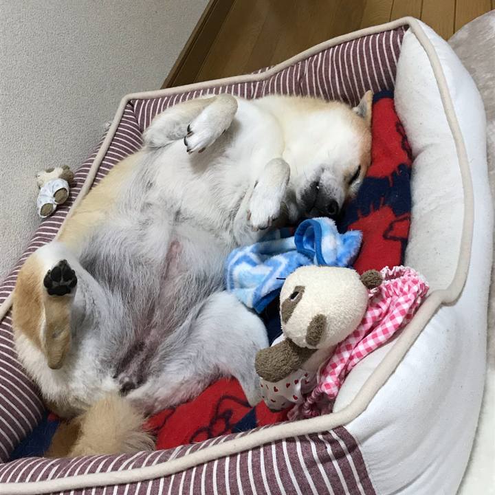 7c0b9118 9c6f 494a 9369 c2b2668d2ea5 1545821491158