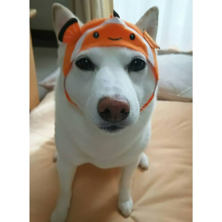 7c0ba905 60d3 4f6d 9e72 736b3ec5fbce 1529132212560