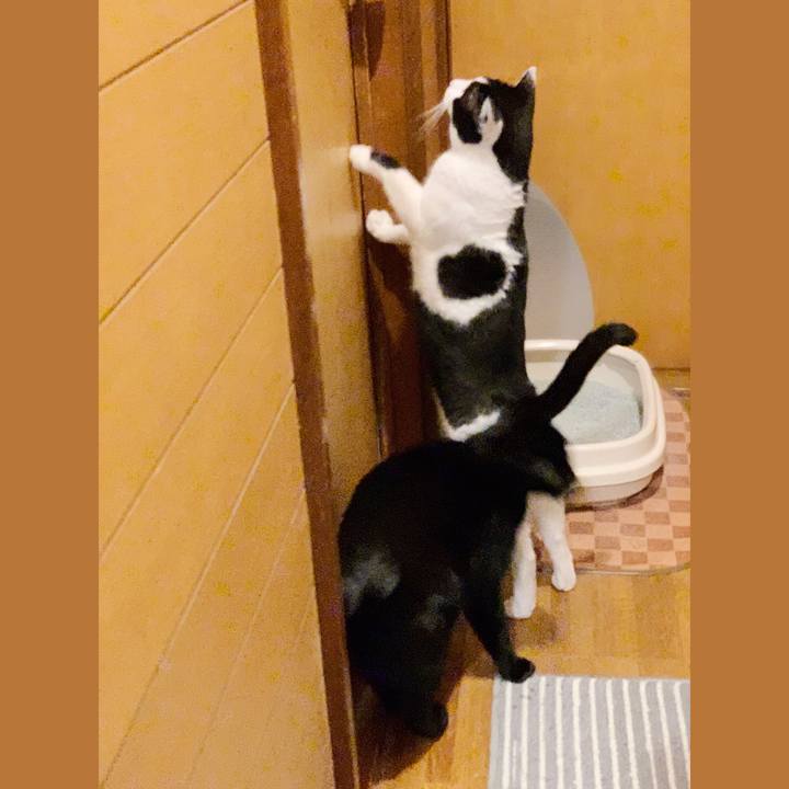 7c10e721 66c3 4a6f 8d96 58d703ba1e92 1549418228598