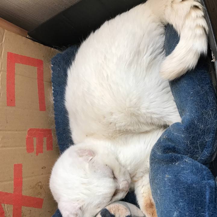 7c15e3e8 3c54 44a4 98fb f9960b8633a6 1543298691066