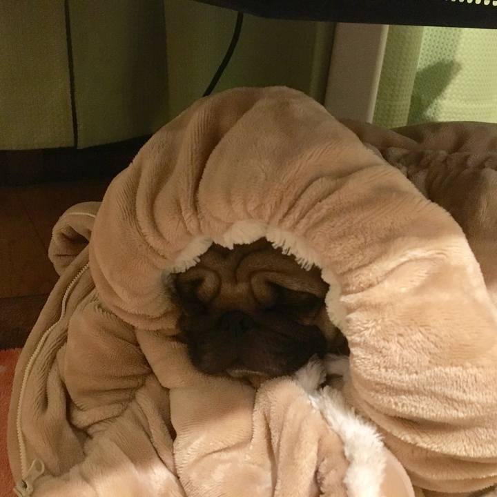 7c168add 1bd4 48e5 9b7d feb4c8cc0dd0 1510453792955