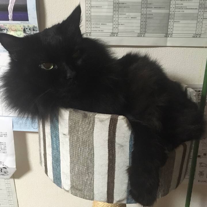 7c17a873 98a6 42c5 a9e3 c484b4825120 1544449642316