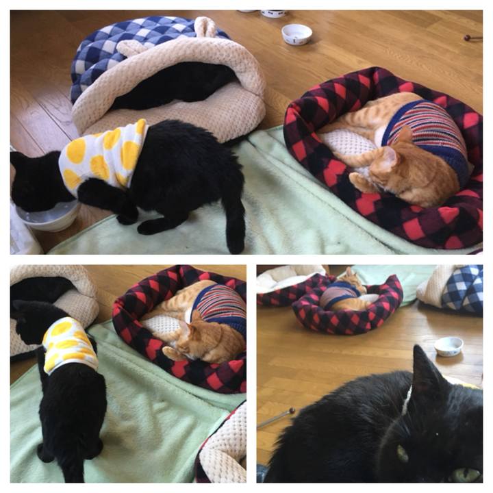 7c1ed20c 2b78 4dcd b392 fe04c7794a13 1541312697374