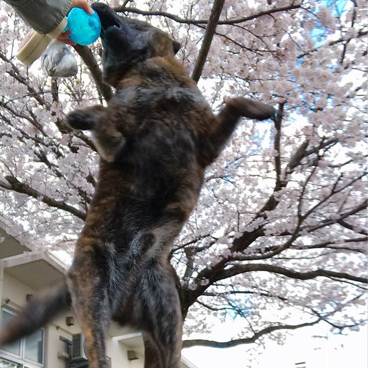 7c2126ba 927d 4f00 8f58 1a03c73543a7 1523261138843