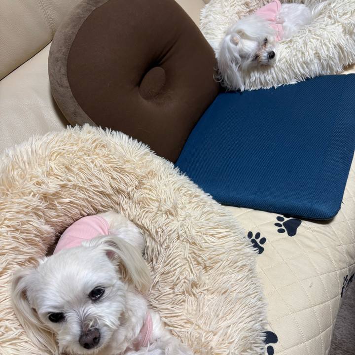 7c22973f 960a 4e8f a09e ea0864a974c3 1772446425539