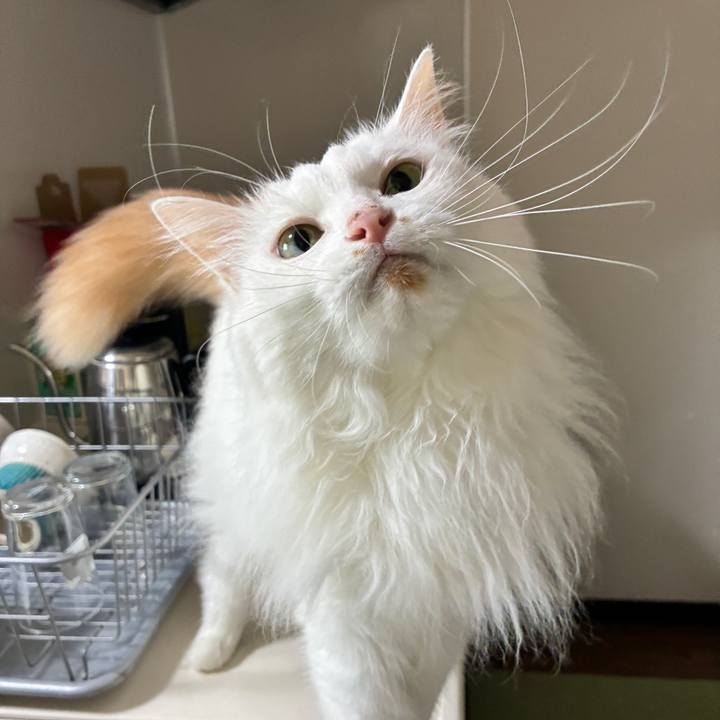 7c234137 6b04 401b ac54 ef9a4ba7a5cd 1785637227875