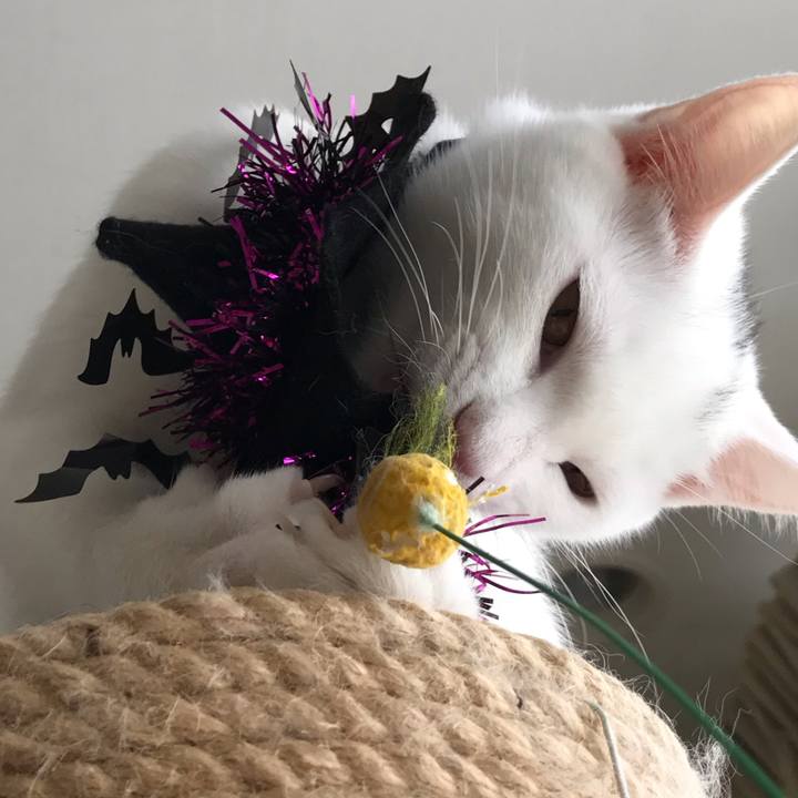 7c2c38ac a9fb 485a add8 64c6dff24f44 1572349528407